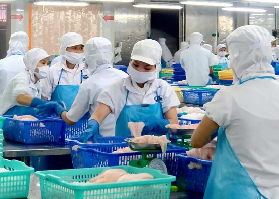 Tra fish processing for exports in Dong Thap Province (Photo: SGGP)